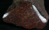 Agatized Dinosaur Bone Chunk (Polished) #7229-1